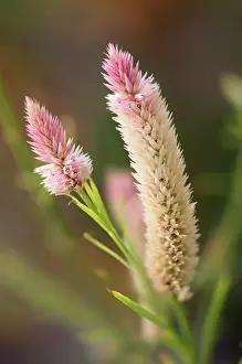 Celosia: Flamingo feather