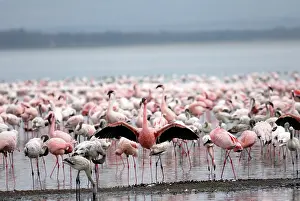 Flamingoes: Flamingo Flocks