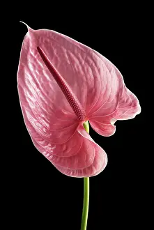 Anthurium: Flamingo flower, Anthurium, Front view of single