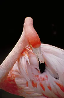 Bills: Flamingo Preening