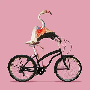 040718: Flamingo, riding a bike. Digital manipulation