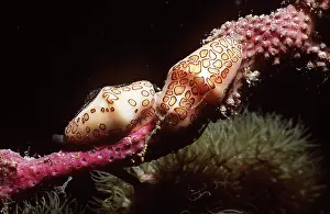 Kurt Amsler: FLAMINGO TONGUE COWRIE