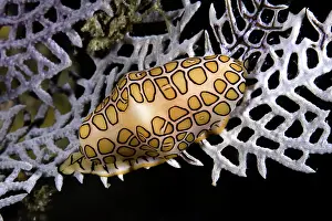 Seashells: Flamingo tongue cowrie Cyphoma gibbosum on Common Sea Fan Go
