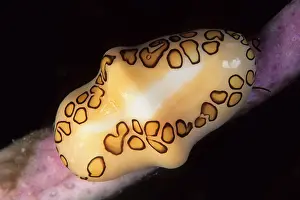 Seashells: Flamingo tongue cowrie Cyphoma gibbosum Isla de la Juventud