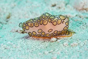Patterned: Flamingo tongue snail (Cyphoma gibbosum), Playa
