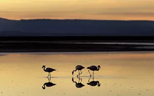 Atacama: Flamingos feeding from lagoon at dusk