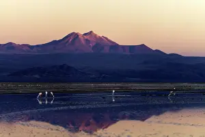 Renato Granieri: Flamingos feeding from lagoon with mountains in
