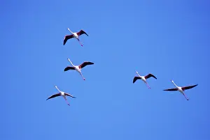 Flamingoes: Flamingos in flight