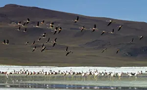 Renato Granieri: Flamingos in flight
