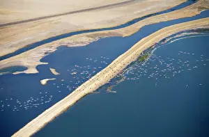Saltpans: Flamingos in flight over water - saltpans near Swakopmung