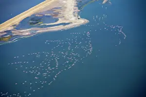 Saltpans: Flamingos in flight over water - saltpans near Swakopmung