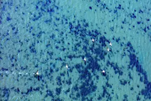 Aegean: Flamingos flying at the Aegean coast, Turkey