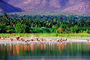 Greg: Flamingos at Lago Enriquillo, Barahona