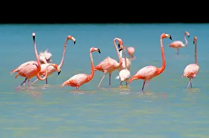 Greg: Flamingos at Laguna Oviedo, Barahona, Dominican