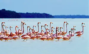 Greg: Flamingos at Laguna Oviedo, Barahona, Dominican