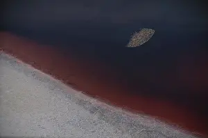 Themes: Flamingos in Lake Natron
