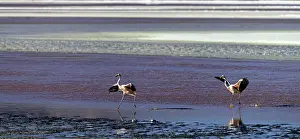 Colorada: Flamingos landing on the beach
