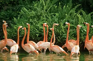 Flamingoes: Flamingos (Phoenicopterus sp.)