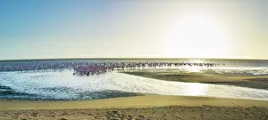 Salinas: Flamingos, Salinas, Large saltwater lagoons in Walvis