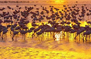 Salinas: Flamingos, Salinas, Walvis Bay, Namibia, Africa