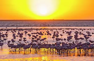Salinas: Flamingos, Salinas, Walvis Bay, Namibia, Africa