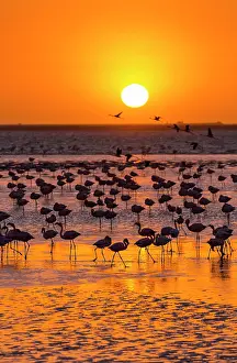 Salinas: Flamingos, Salinas, Walvis Bay, Namibia, Africa