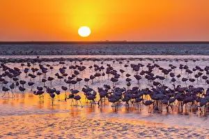 Salinas: Flamingos, Salinas, Walvis Bay, Namibia, Africa