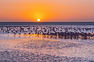 Salinas: Flamingos, Salinas, Walvis Bay, Namibia, Africa