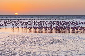 Salinas: Flamingos, Salinas, Walvis Bay, Namibia, Africa