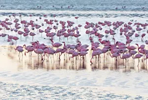 Salinas: Flamingos, Salinas, Walvis Bay, Namibia, Africa