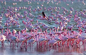 Salinas: Flamingos, Salinas, Walvis Bay, Namibia, Africa