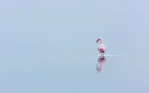 Salinas: Flamingos, Salinas, Walvis Bay, Namibia, Africa