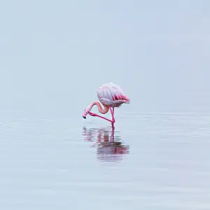 Salinas: Flamingos, Salinas, Walvis Bay, Namibia, Africa