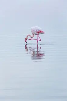 Salinas: Flamingos, Salinas, Walvis Bay, Namibia, Africa