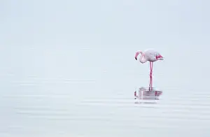 Salinas: Flamingos, Salinas, Walvis Bay, Namibia, Africa