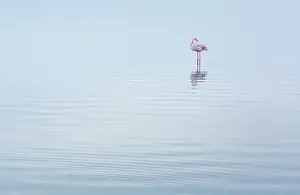 Salinas: Flamingos, Salinas, Walvis Bay, Namibia, Africa