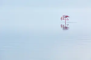 Salinas: Flamingos, Salinas, Walvis Bay, Namibia, Africa