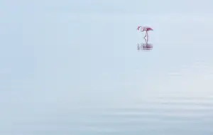 Salinas: Flamingos, Salinas, Walvis Bay, Namibia, Africa