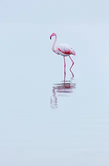 Salinas: Flamingos, Salinas, Walvis Bay, Namibia, Africa