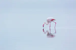 Salinas: Flamingos, Salinas, Walvis Bay, Namibia, Africa