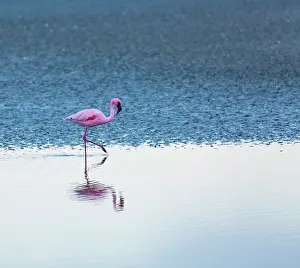 Salinas: Flamingos, Salinas, Walvis Bay, Namibia, Africa