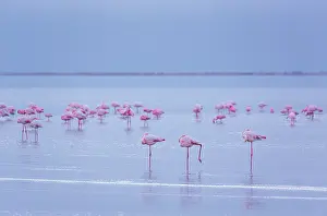 Salinas: Flamingos, Salinas, Walvis Bay, Namibia, Africa