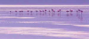 Salinas: Flamingos, Salinas, Walvis Bay, Namibia, Africa