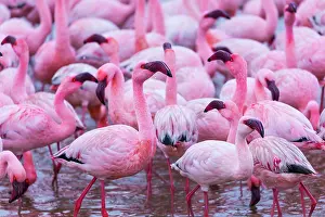 Salinas: Flamingos, Salinas, Walvis Bay, Namibia, Africa