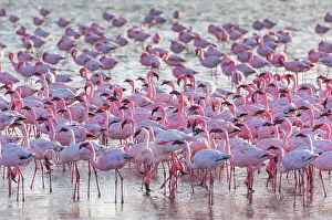 Salinas: Flamingos, Salinas, Walvis Bay, Namibia, Africa