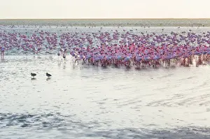 Salinas: Flamingos, Salinas, Walvis Bay, Namibia, Africa