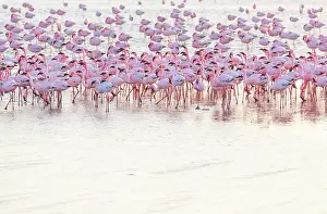 Salinas: Flamingos, Salinas, Walvis Bay, Namibia, Africa