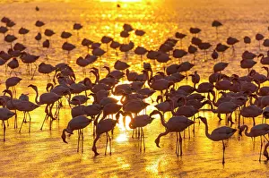 Salinas: Flamingos, Salinas, Walvis Bay, Namibia, Africa