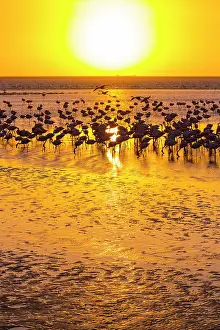 Salinas: Flamingos, Salinas, Walvis Bay, Namibia, Africa