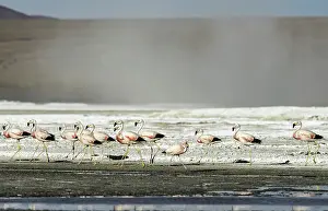 Colorada: Flamingos walking on the beach